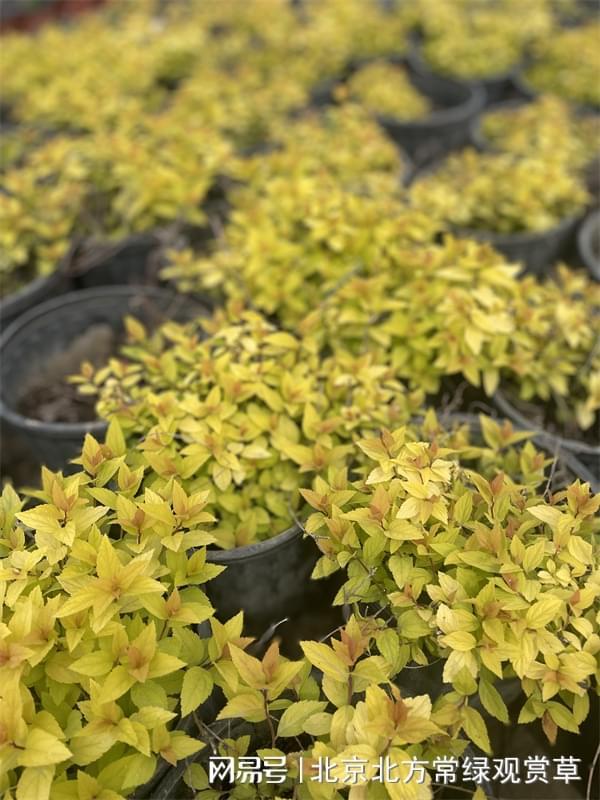 金山绣线菊和金焰绣线菊的区别有哪些？